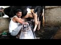 Double bucket milking machine | Arcnut Agro Machinery