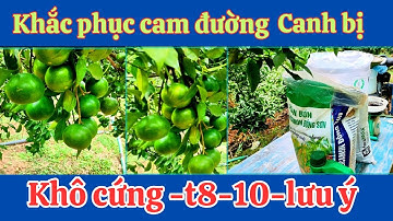 Tháng-8-9 -10 Cam Đường,Bị Chai Cứng Nhiều Lên Trăm Sóc Các Loại Phân sau
