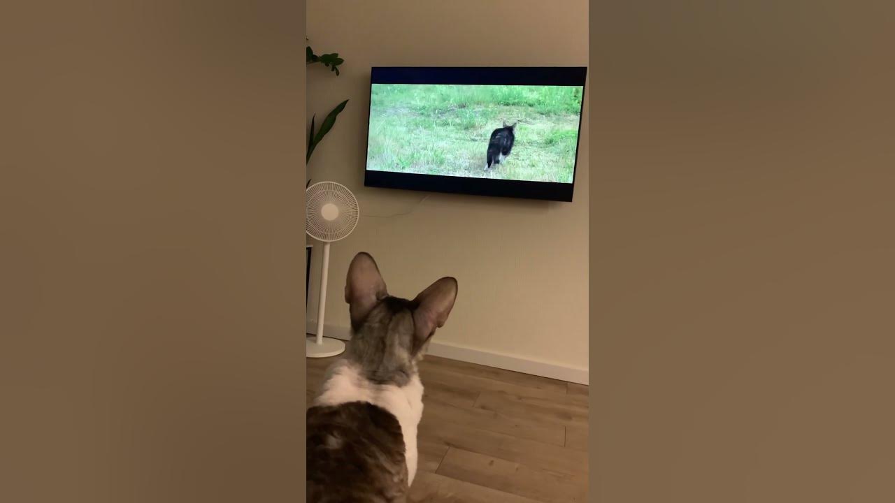 Кот смотрит фильм про кота 😸 - YouTube