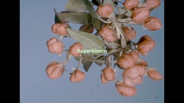 Twenty Seven ~Superbloom~