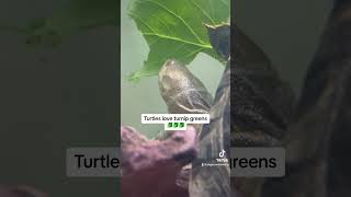 Turtles Love Turnips