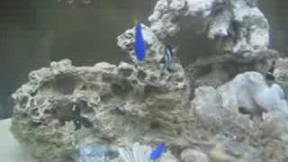 Jan's Salt Water Fish