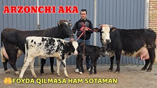 : Arzonchi Akada Sigirlarni Zo'rlari Arzon  Suv Tekin bop ketdi Foyda qilmasa ham sotiladi