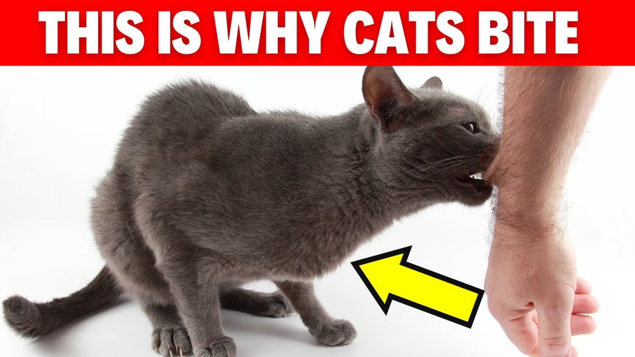 Why Do Cats Bite? PART 2 4 Fascinating Reasons Explained! Cat Biting