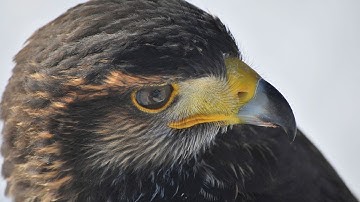 Hawk Sounds | Hawk Sound Effects | Red Tailed Hawk Noises | Hawk Screech | Hawk Calls | No Music
