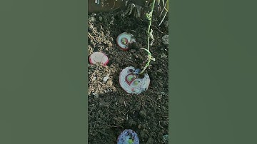 Planting Onions and Garlic ✨✨✨🌿🌿🌿