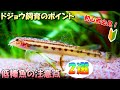 【初心者必見！】メダカと混泳に適したドジョウを飼育する上で絶対に注意すべきポイント2選【低層魚（底棲魚）】