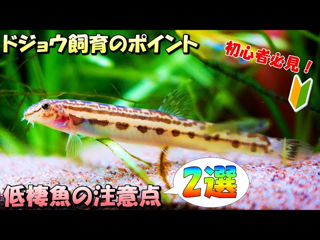 ドジョウ　専用ページ YouTube