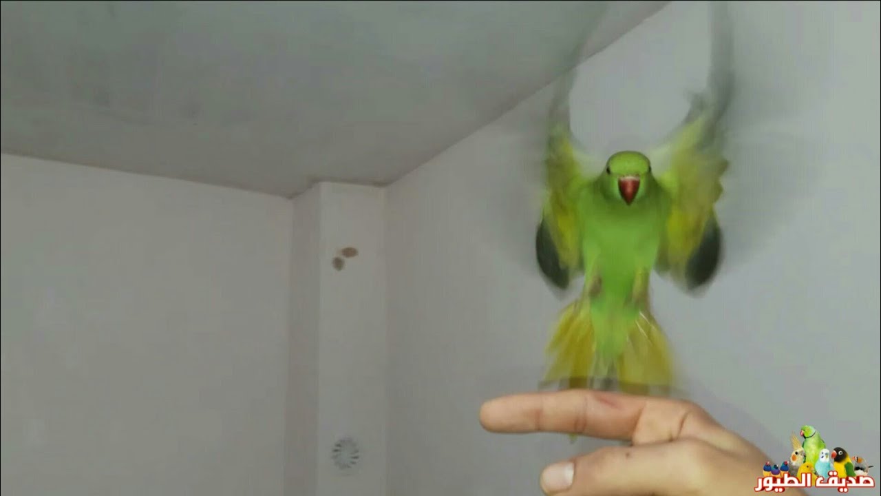 كيف تجعل ببغاء الدرة يأتي إلى يدك عندما تناديه | الطيران الحر