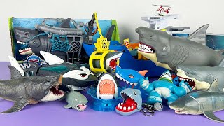 All Megalodon Sharks From Small To Large In Many Shapes And Sizes - Shark Collection