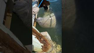 FEEDING MANATEE WATER!