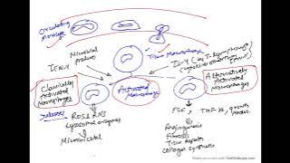 Pathology Lectures - Chronic Inflammation