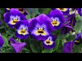 #VIOLA  , #VIOLA  #TRICOLOR ,   #VIOLACEAE   ,   #ФИАЛКА  #ТРЕХЦВЕТНАЯ ,  #ЛЕЧЕБНЫЕ #СВОЙСТВА