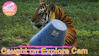 I'll just sit here... or just roll around looking really cute. Dutchess tiger at Big Cat Rescue.