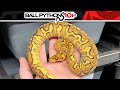 0.1 Super Gravel Clown 50% Het Hypo. 165g.