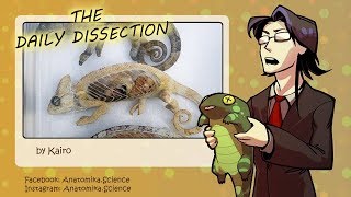 3 chameleons with three separate problems