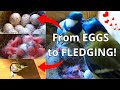 From eggsto chicks fledging in 30 minutes great tits parus major season 2024 recap