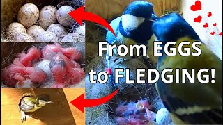 'From EGGS🥚🐣to CHICKS FLEDGING' in 30 minutes! Great Tits (Parus major) Season 2024 Recap