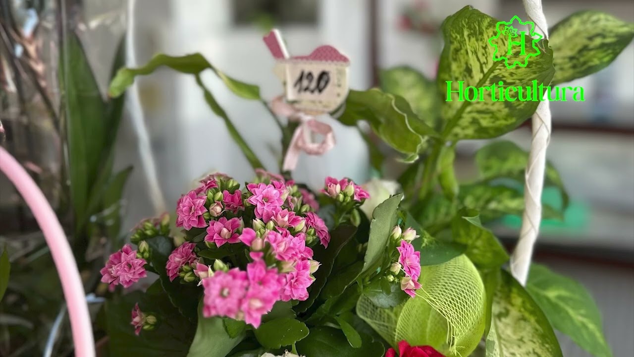 Florăriile Horticultura aduc prospețimea verii la tine acasă 