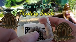 How to Hatch Mystery Snails