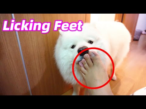Why Dog Love Licking Owner's Feet Happily So Much !!!....😖 😖 😖