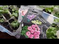 Flowers Beginning Of The 2026 Season Planted EUSTOMAS And PELARGONIA From Seeds