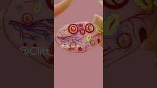 Internal structure of the Ovaries.