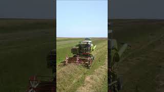 Wheat harvest powered by Claas Consul #consul
