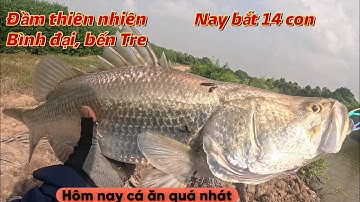 Câu lure cá chẽm bằng combo mồi mềm 245