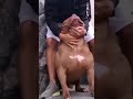 Pesadão pit bull fot #shorts