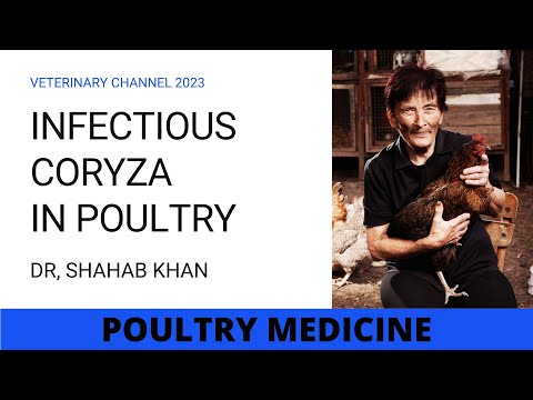 WHAT IS INFECTIOUS CORYZA IN POULTRY?