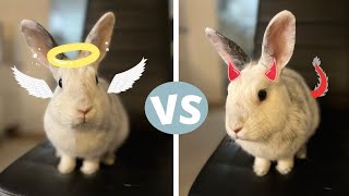 Expectations VS Reality | Having a Rabbit