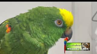 Billy The Yellow Crowned Amazon