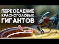 ПЕРЕСЕЛЕНИЕ СИНГУЛЯРИСОВ В НОВУЮ МУРАВЬИНУЮ ФЕРМУ - Обзор Формикария от 4ants\\Camponotus singularis