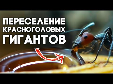 Видео: ПЕРЕСЕЛЕНИЕ СИНГУЛЯРИСОВ В НОВУЮ МУРАВЬИНУЮ ФЕРМУ - Обзор Формикария от 4ants\\Camponotus singularis