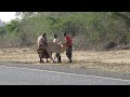 Devastating Drought in Kenya | Orma Pastoralists Helping their Starved Cow Stand in Tana River.