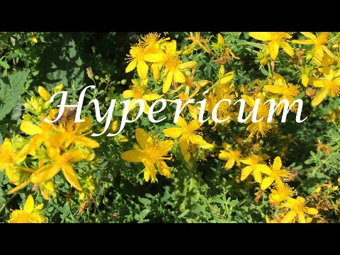 Hypericum perforatum -