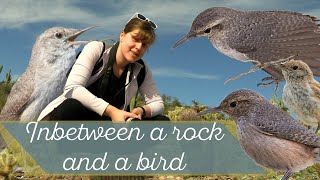 Rock Wren: An architect in the desert