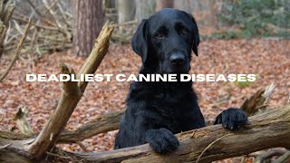 Deadliest Canine Diseases by Arthur and the Animal Kingdom 110 views 2 months ago 8 minutes, 40 seconds