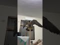 游隼玩耍