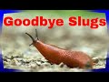 Best Slug Control For Your Garden!