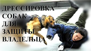г.Набережные Челны.Дрессировка собак.ЗКС. г.Набережные Челны.Дрессировка собак.ЗКС.