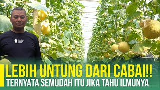 PETANI MELON WAJIB TONTON INI ‼ DIKIRA MAHAL TERNYATA MALAH SANGAT MURAH DAN MUDAH