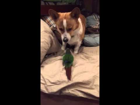 corgi bird