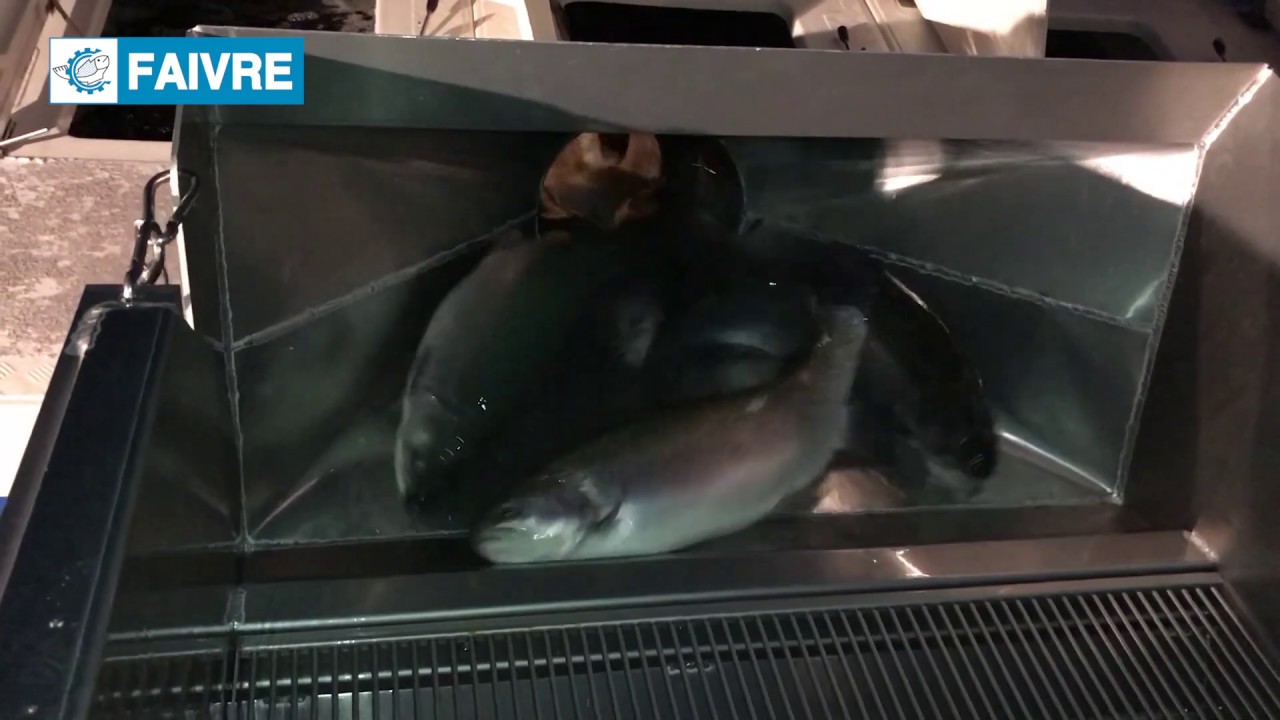 Vacuum fish pump Pescavac 50 (8") Truck loading. YouTube