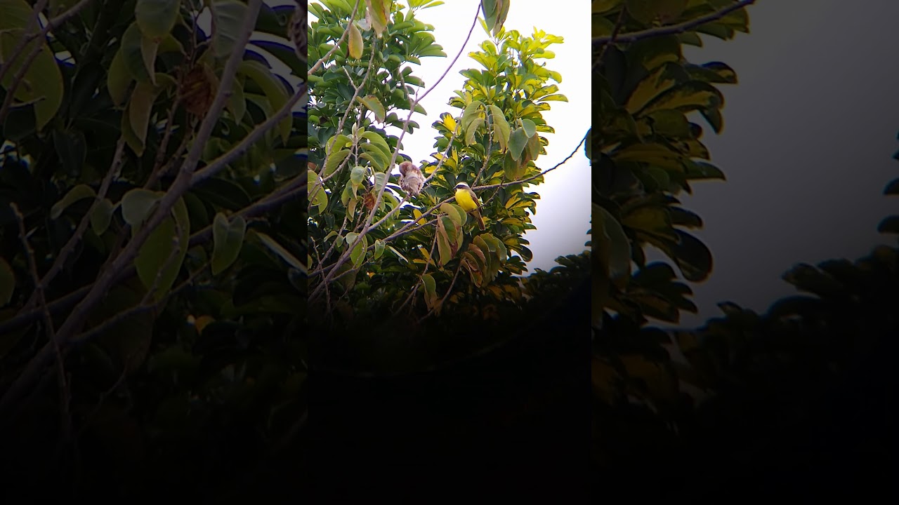 Ave de Gorrión y Luis gregario en árbol de Anona