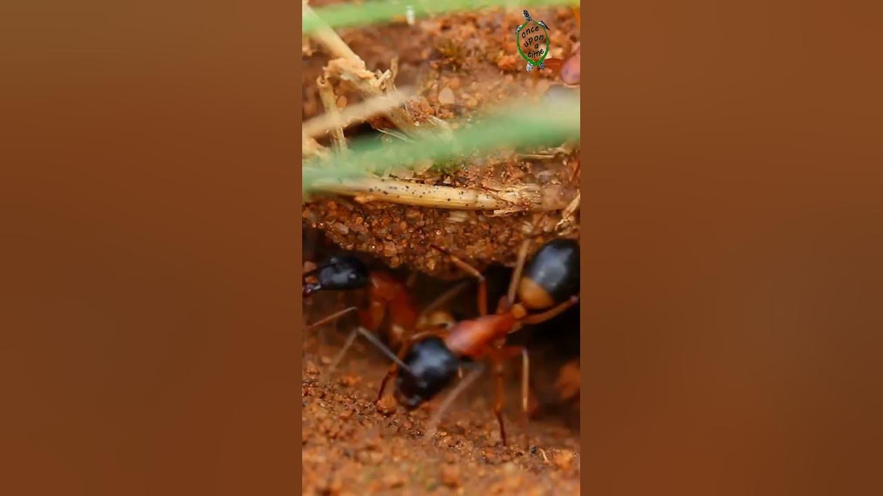 How can ants carry hundreds of times their weight?! YouTube