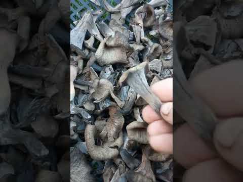 чёрные лисички
