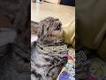 痛みに苦しむ飼い主を、献身的に看病する猫