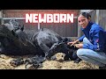 Welcome to the world newborn Yfke! I have to help! | This is very special! | Friesian Horses